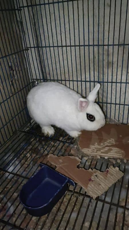 Hotot Dwarf breeder female 4