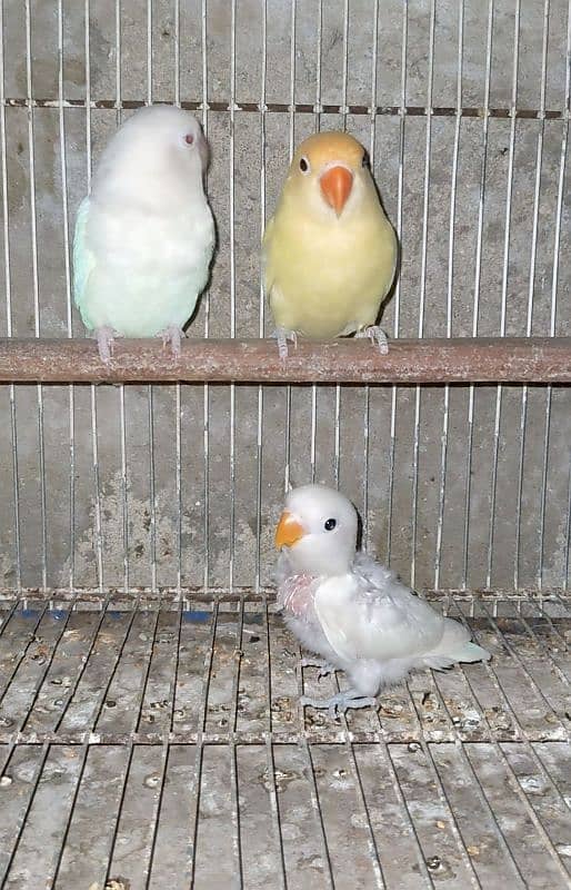 Parblue Pastelino x Albino red eye breeder pair 0