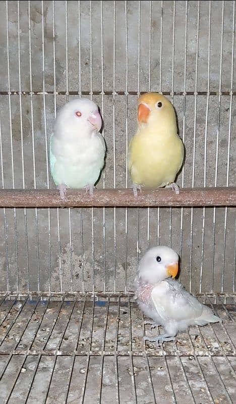 Parblue Pastelino x Albino red eye breeder pair 1