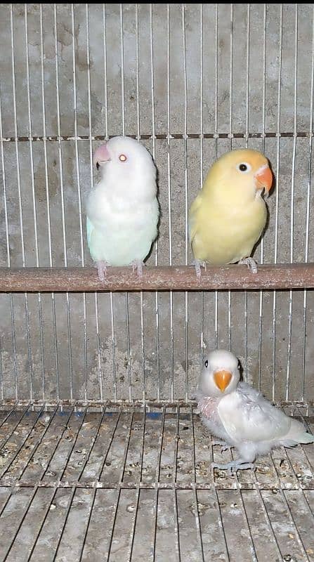 Parblue Pastelino x Albino red eye breeder pair 2