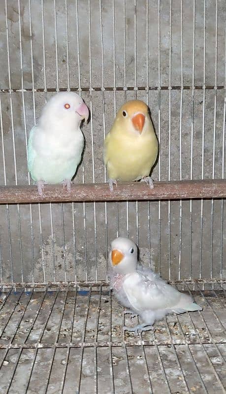 Parblue Pastelino x Albino red eye breeder pair 3