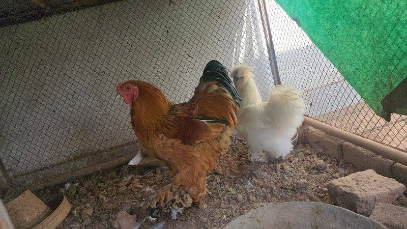 Silkie / Silky / Brahma Heavy 6