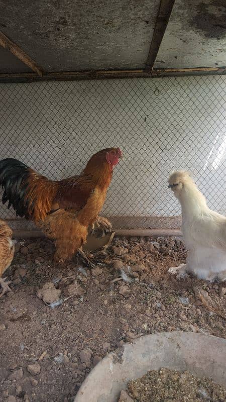 Silkie / Silky / Brahma Heavy 7