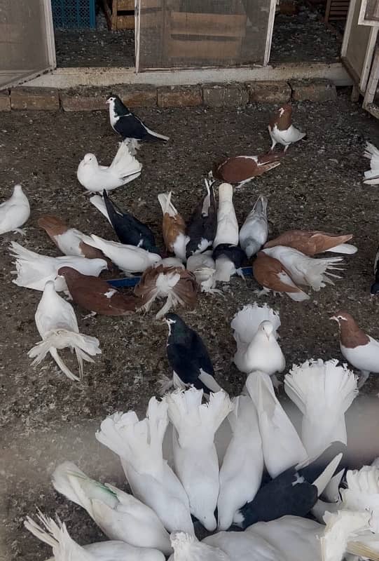 Fancy Pigeon For Sale 0