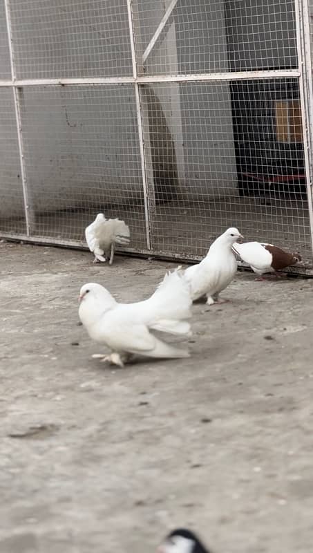 Fancy Pigeon For Sale 1