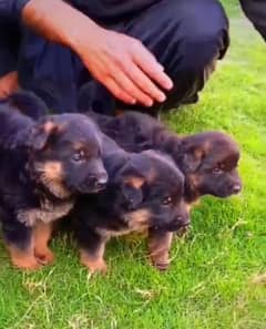 German Shepherd | long coated German Shepherd puppies