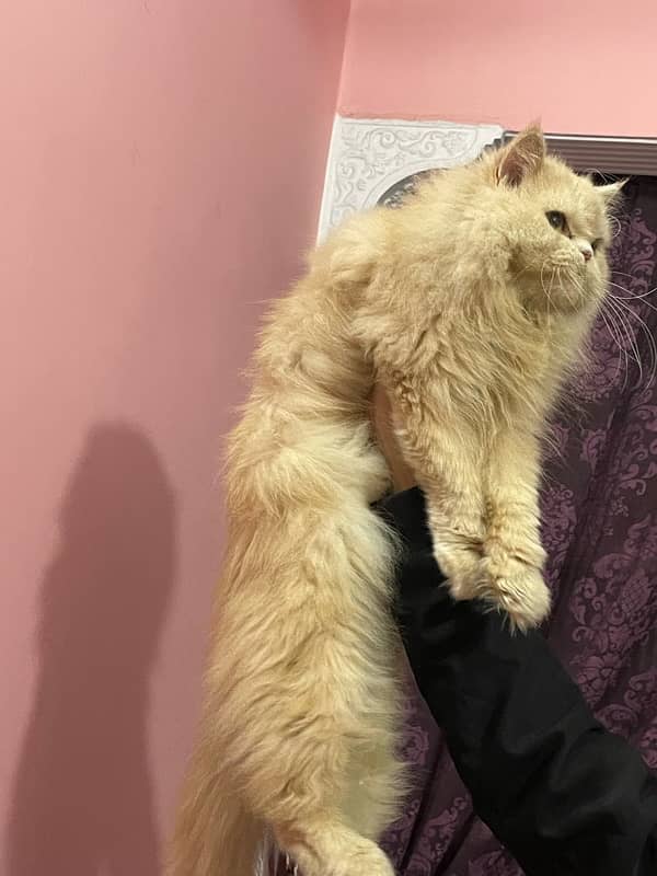 Punch face cat female for sale triple coated fawn colour 0