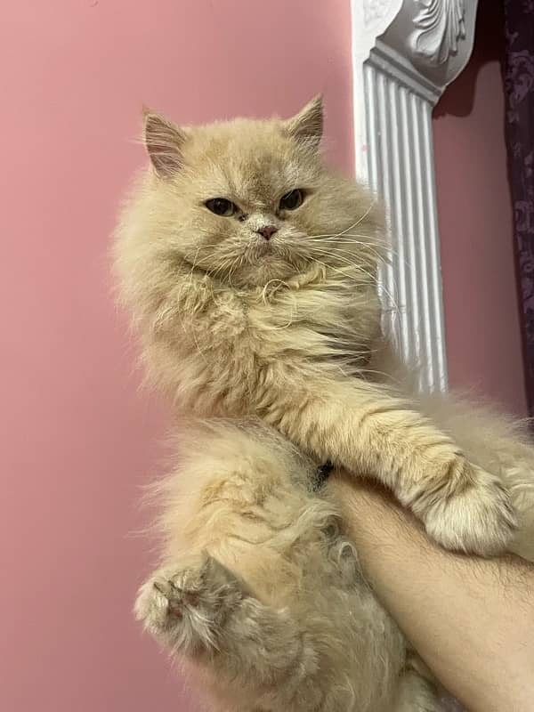 Punch face cat female for sale triple coated fawn colour 5