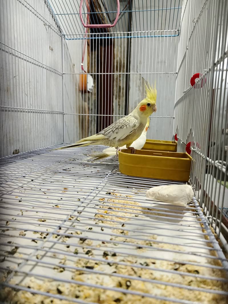 Cockatiel pair healthy and active ( but not bounded ) 0