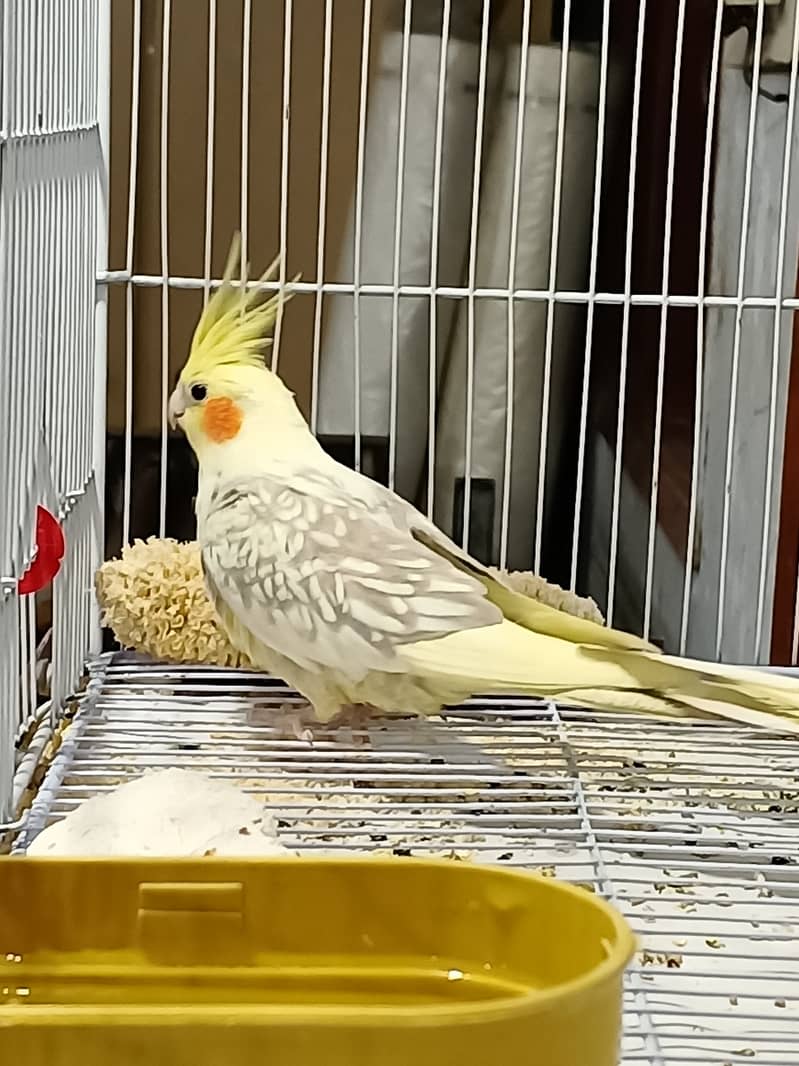 Cockatiel pair healthy and active ( but not bounded ) 1