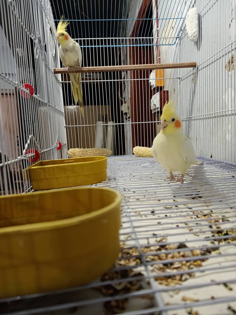 Cockatiel pair healthy and active ( but not bounded ) 2