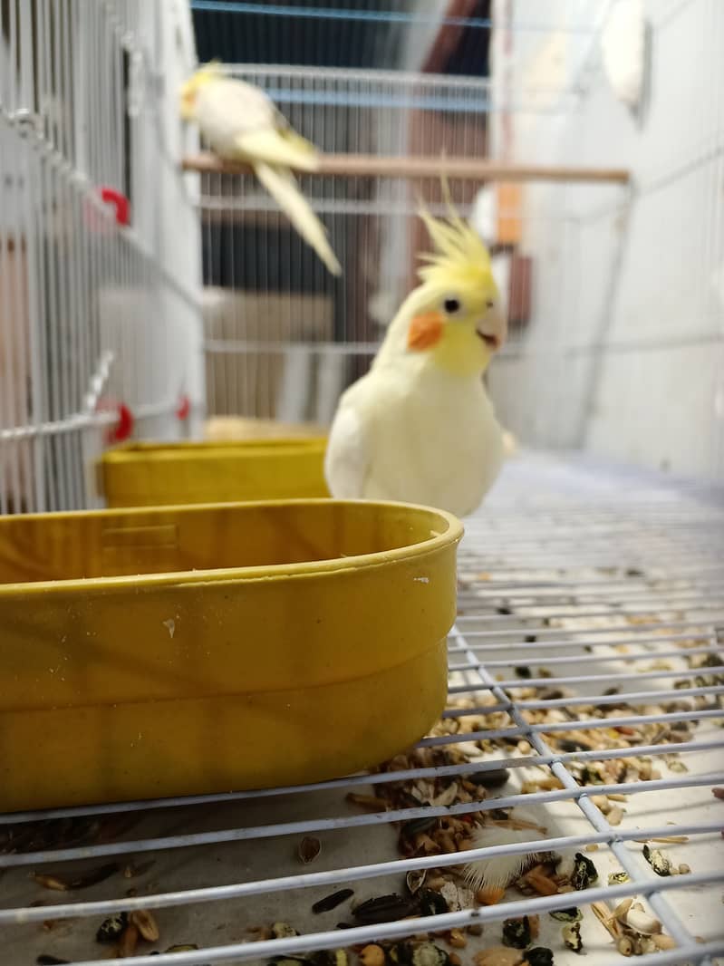 Cockatiel pair healthy and active ( but not bounded ) 4