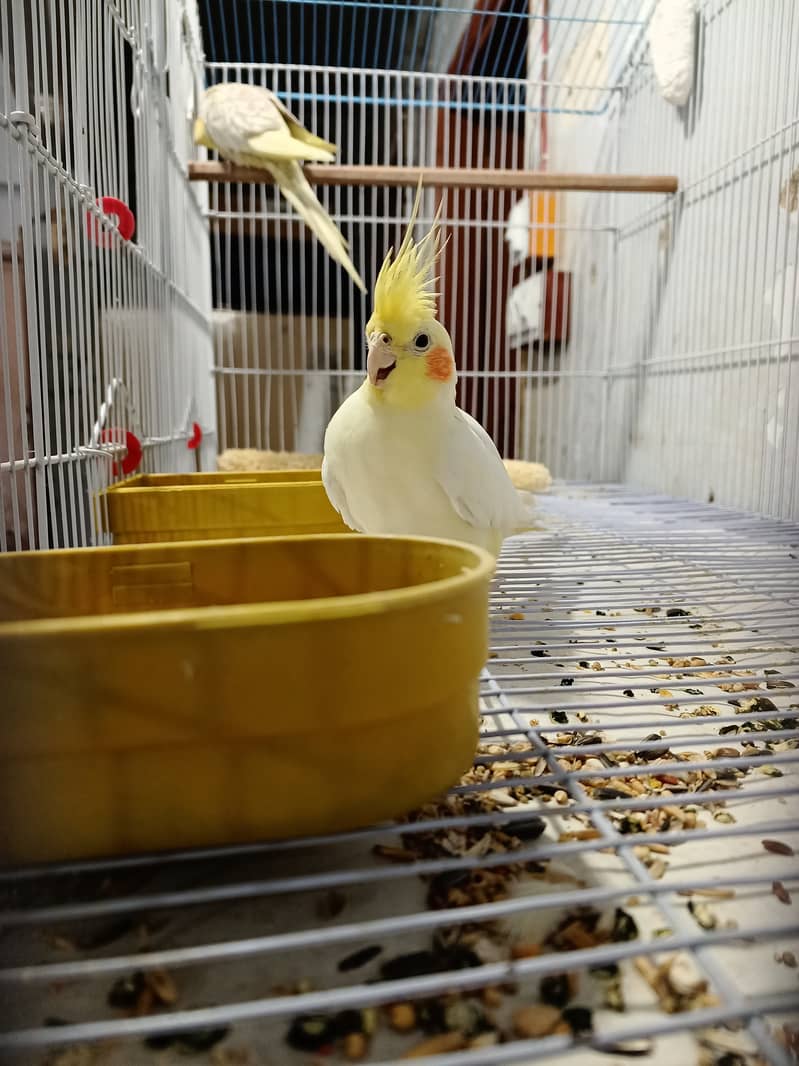 Cockatiel pair healthy and active ( but not bounded ) 5