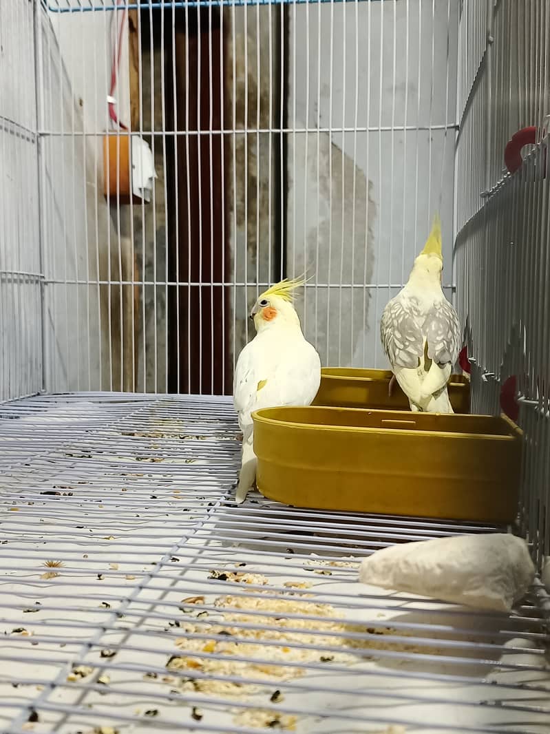 Cockatiel pair healthy and active ( but not bounded ) 6