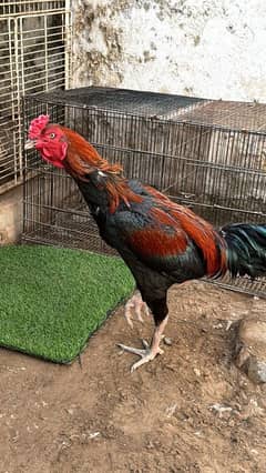 Thai cross breeder male, 03144355835