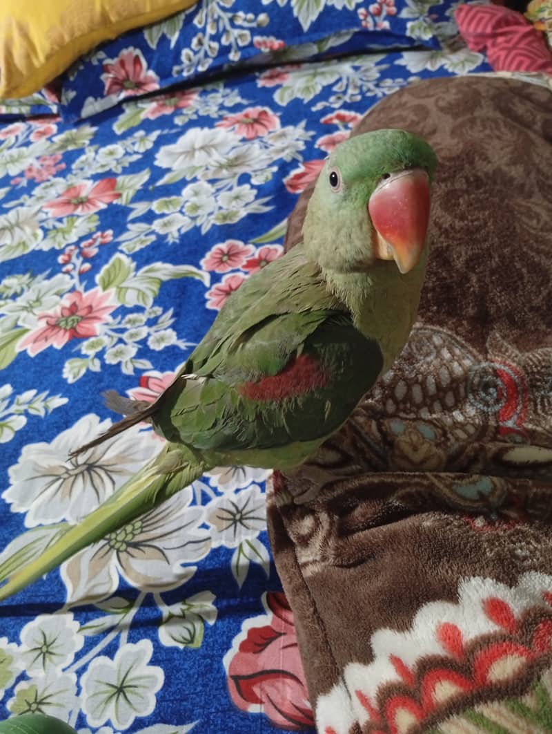 Breeder female for rew parrot 0