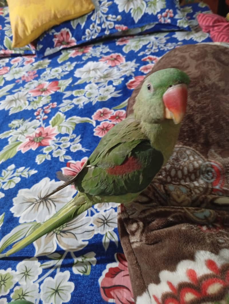 Breeder female for rew parrot 1