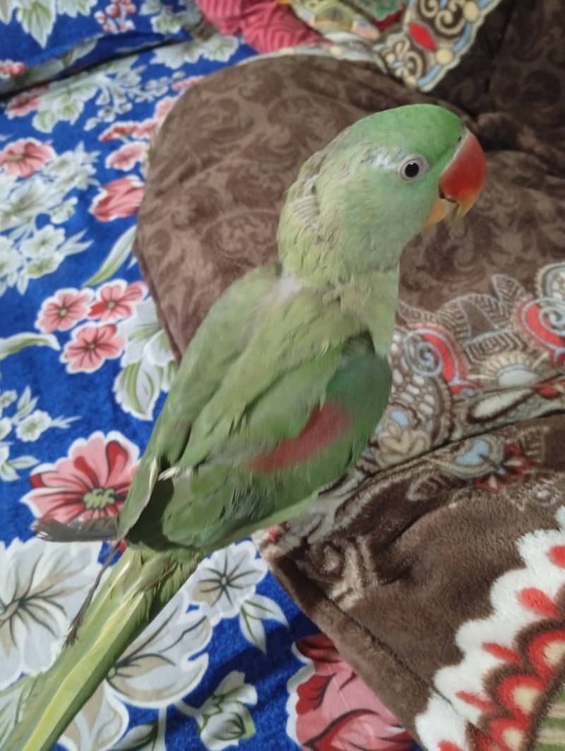 Breeder female for rew parrot 2