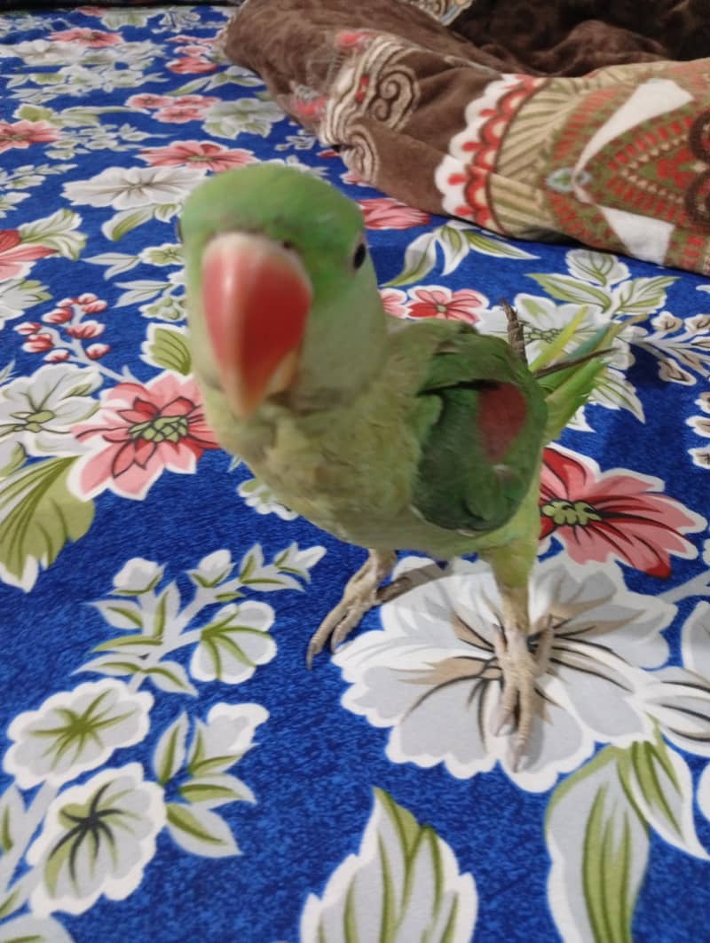 Breeder female for rew parrot 3