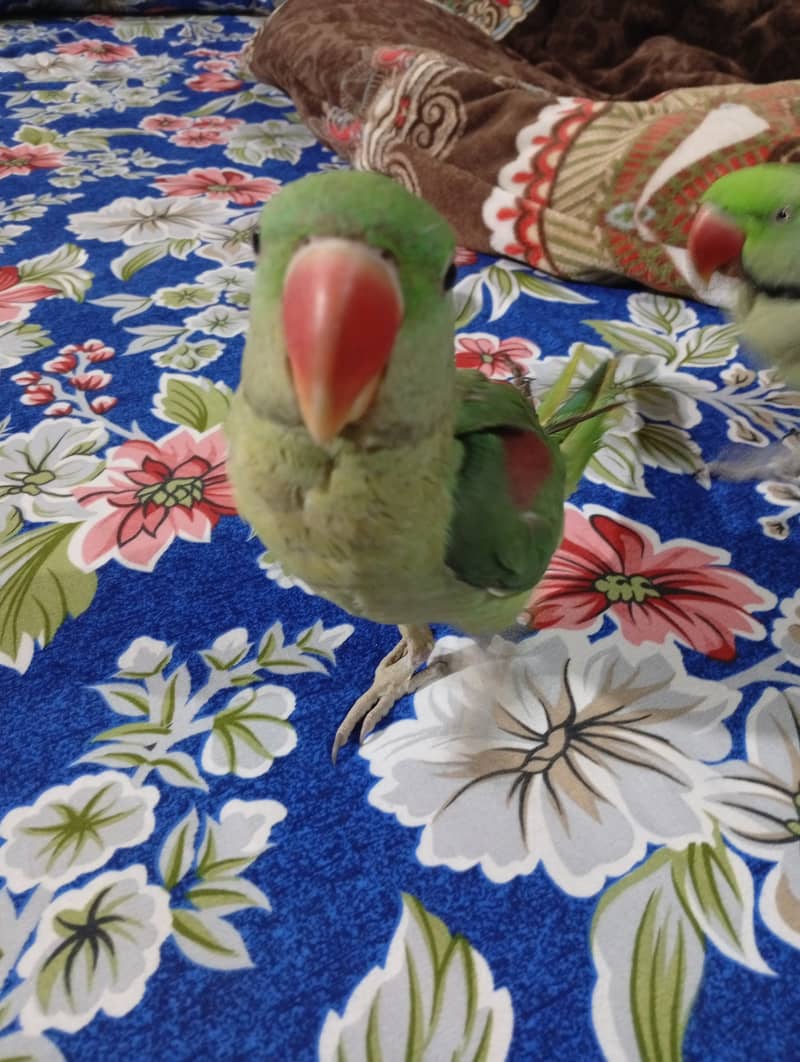 Breeder female for rew parrot 4