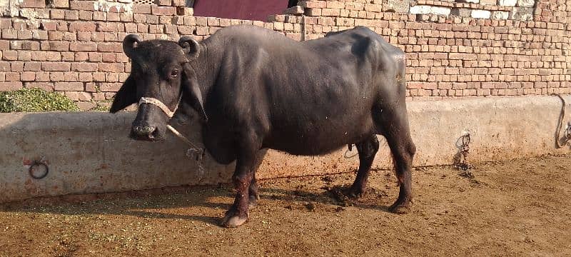 Bufflao/Cow/Bhains/Raavi Bufflao 15