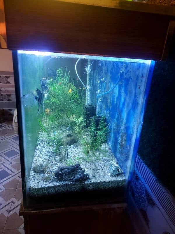 4ft fully plantes tank 2