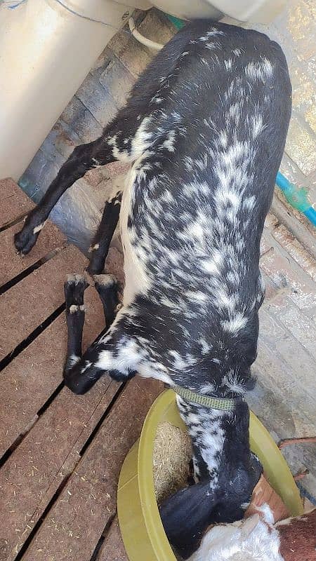 Female Goat for sale 0