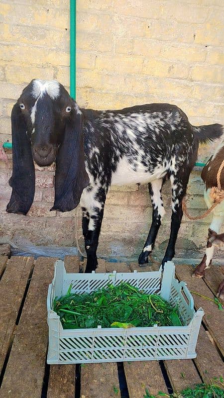 Female Goat for sale 1