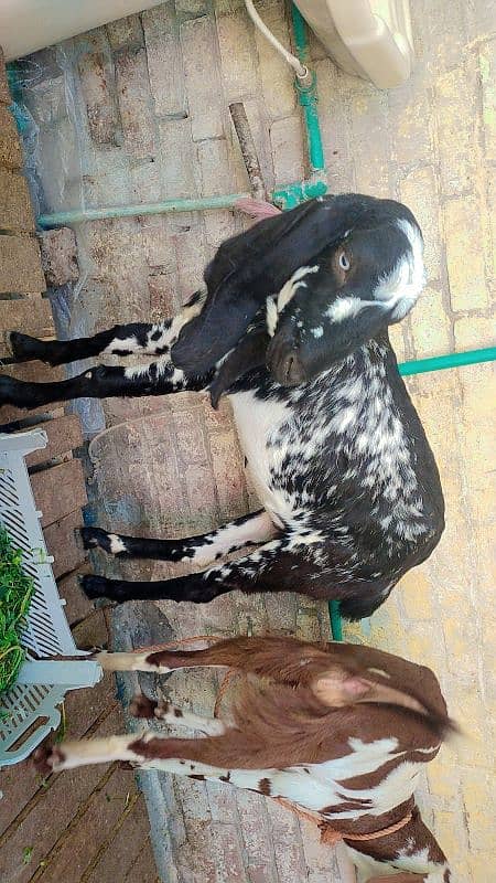 Female Goat for sale 2