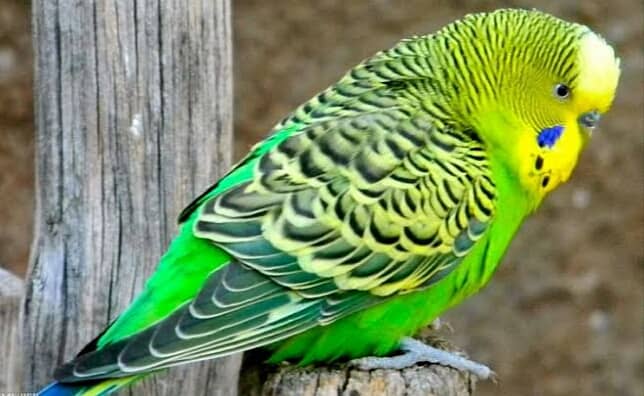 Australian parot Big Siz Hand Tam Hom Bred Beautiful Color O3O94476I76 2