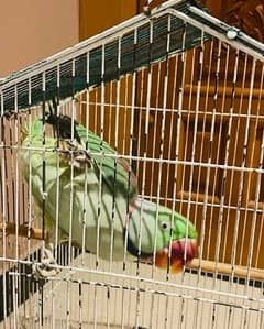 Raw male parrot  Healthy