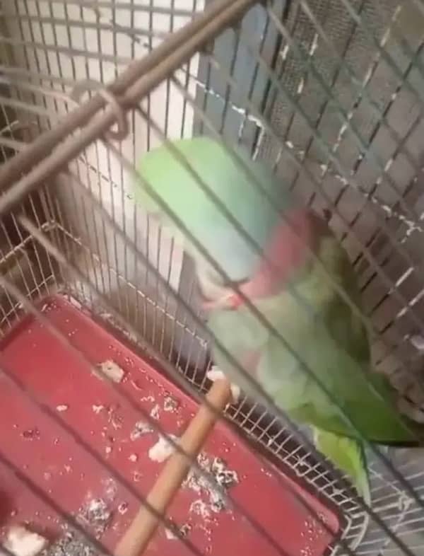 Raw male parrot  Healthy 1