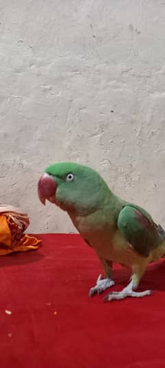 Green Raw Parrot