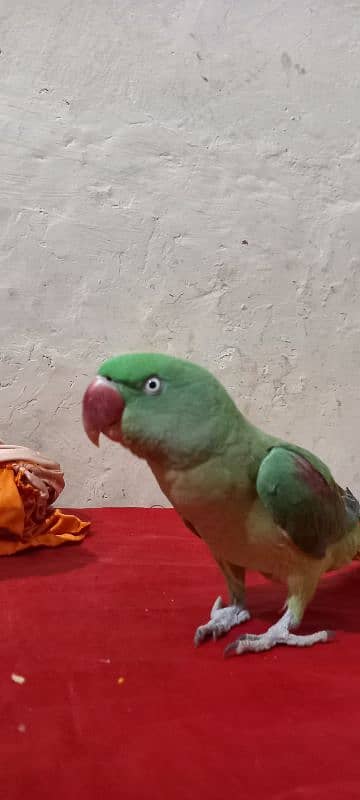 Green Raw Parrot 0