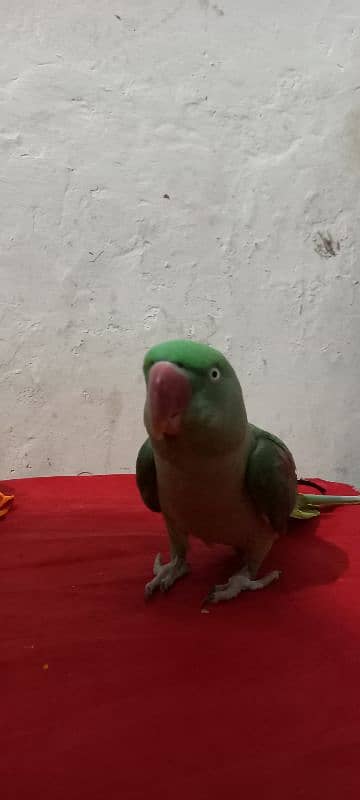 Green Raw Parrot 1