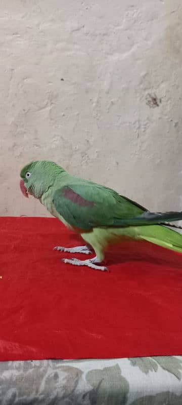 Green Raw Parrot 2