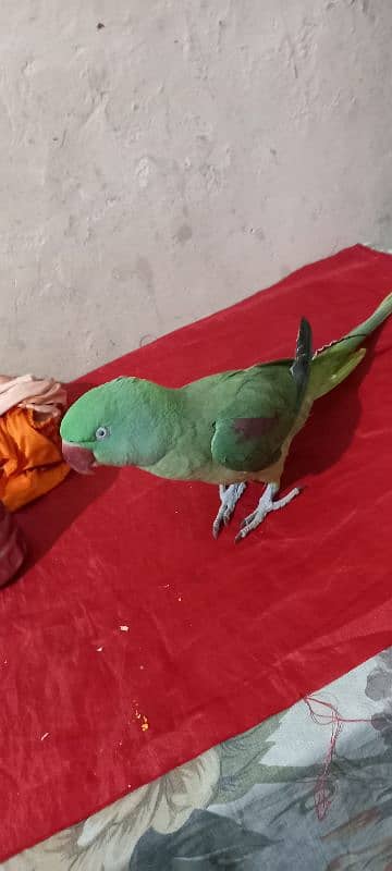 Green Raw Parrot 3