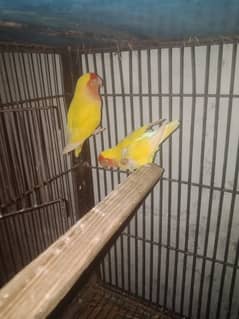 lovebirdpair.