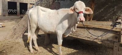 nukri/farezan/cors/cow/bachri/bachry//bull/