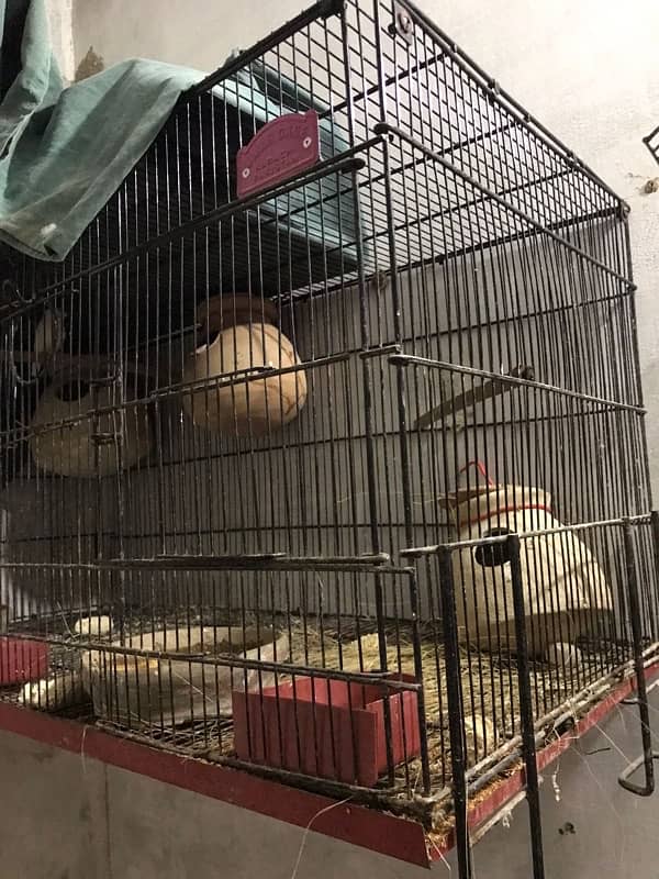 Cage and box 3