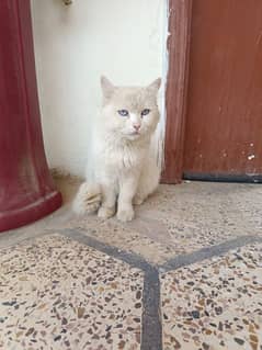 Persian cat triple coated urgently for sale