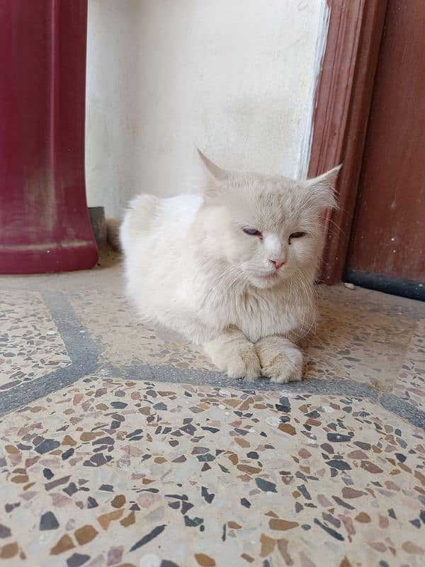 Persian cat triple coated urgently for sale 1