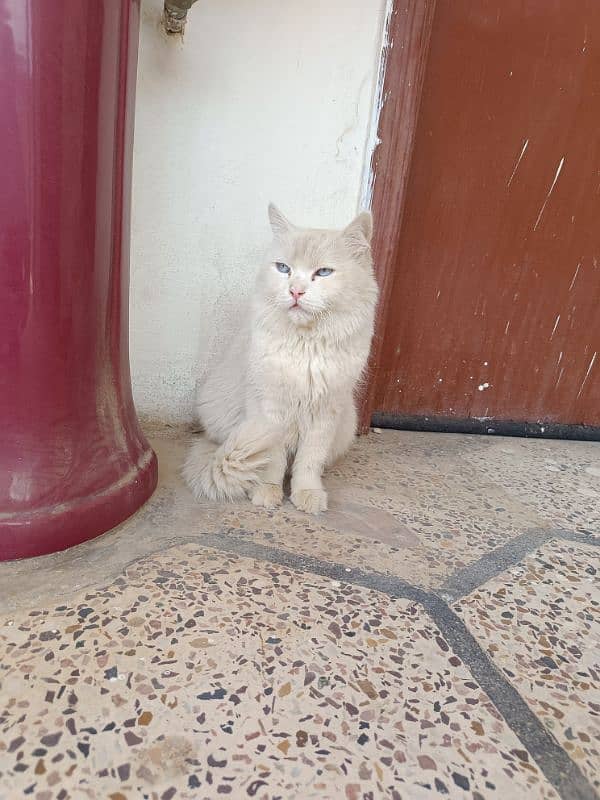 Persian cat triple coated urgently for sale 2