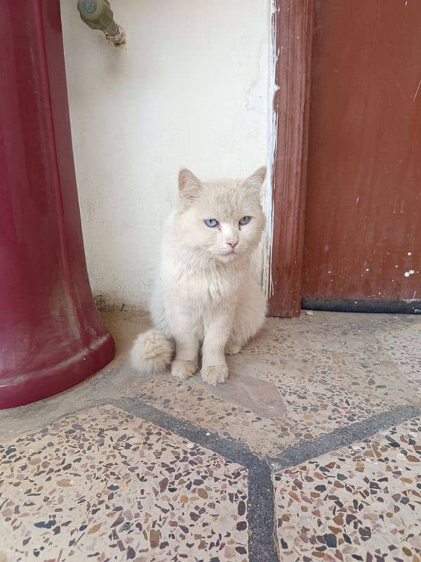 Persian cat triple coated urgently for sale 3