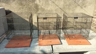 birds and chick cages and heera chick available