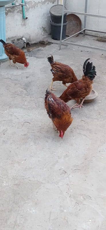 misri hen for sale 0