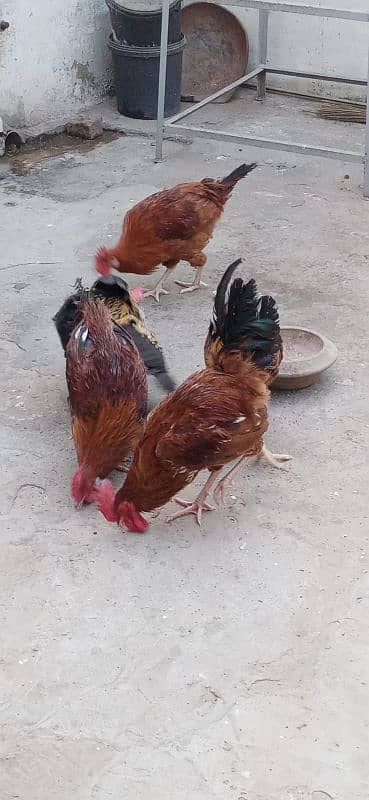 misri hen for sale 1