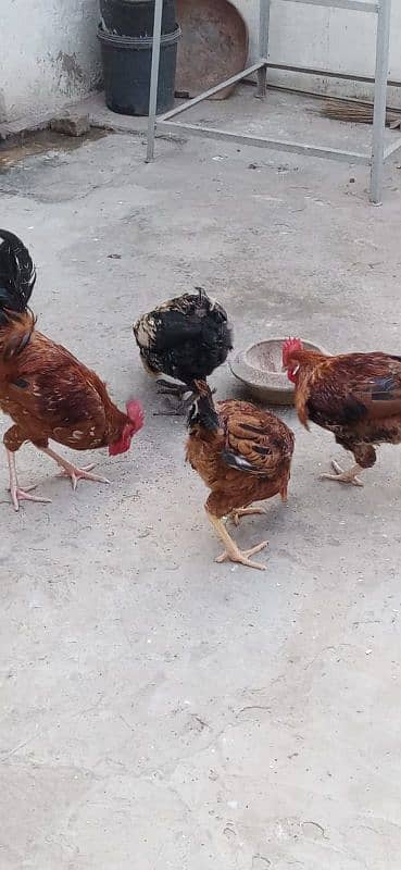 misri hen for sale 2