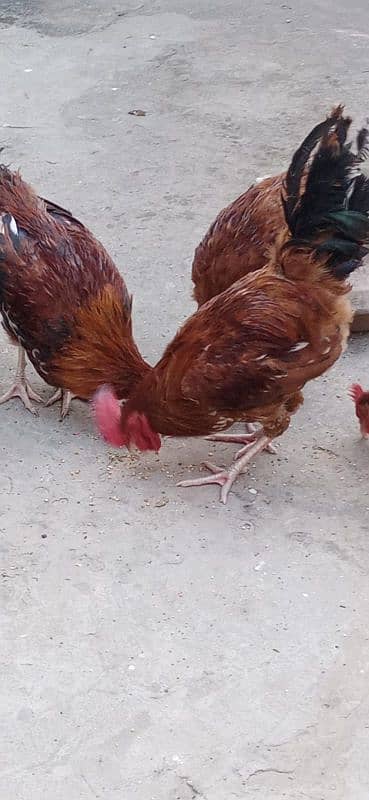 misri hen for sale 3