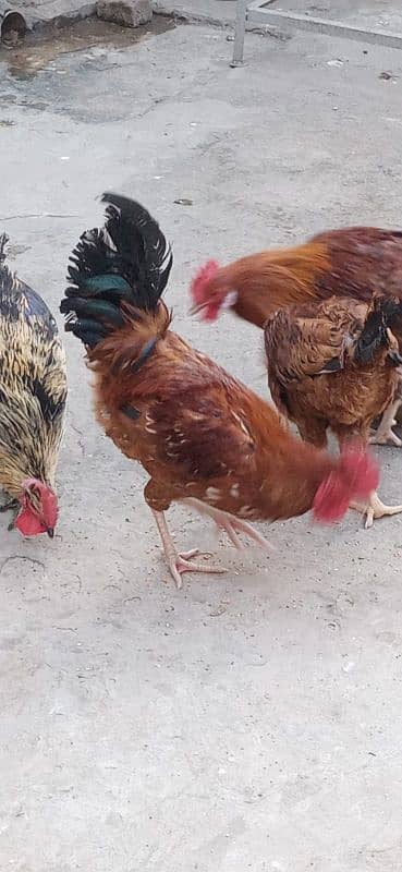 misri hen for sale 4